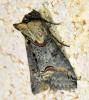 Abrostola triplasia